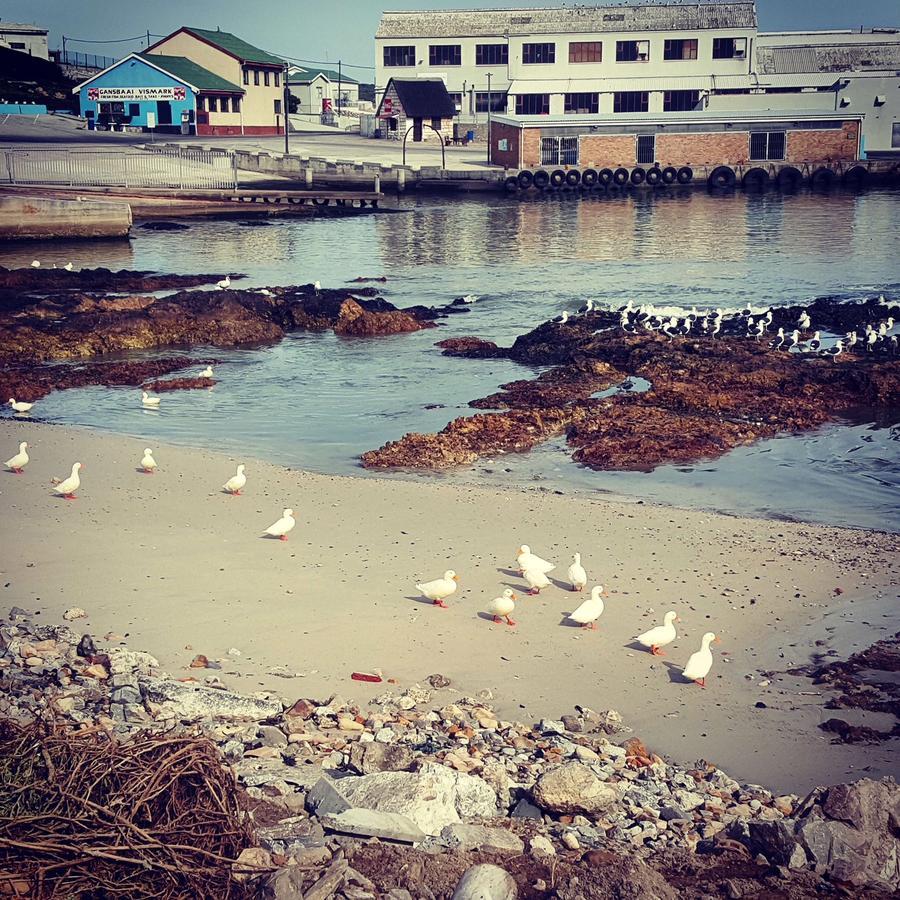 Fairview Accommodation Gansbaai Zewnętrze zdjęcie